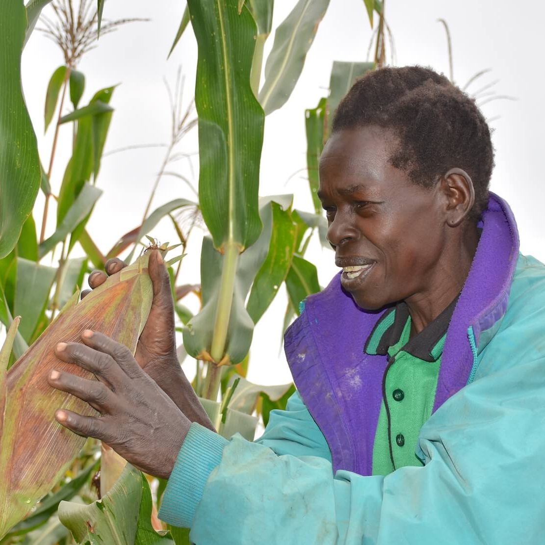 Países africanos usam tecnologia para produzir milho e reduzir fome gerada por crise climática