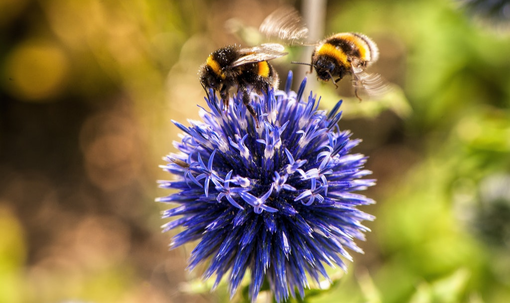 No mundo, três de quatro cultivos que produzem frutos ou sementes para o consumo humano dependem, em parte, das abelhas e outros polinizadores