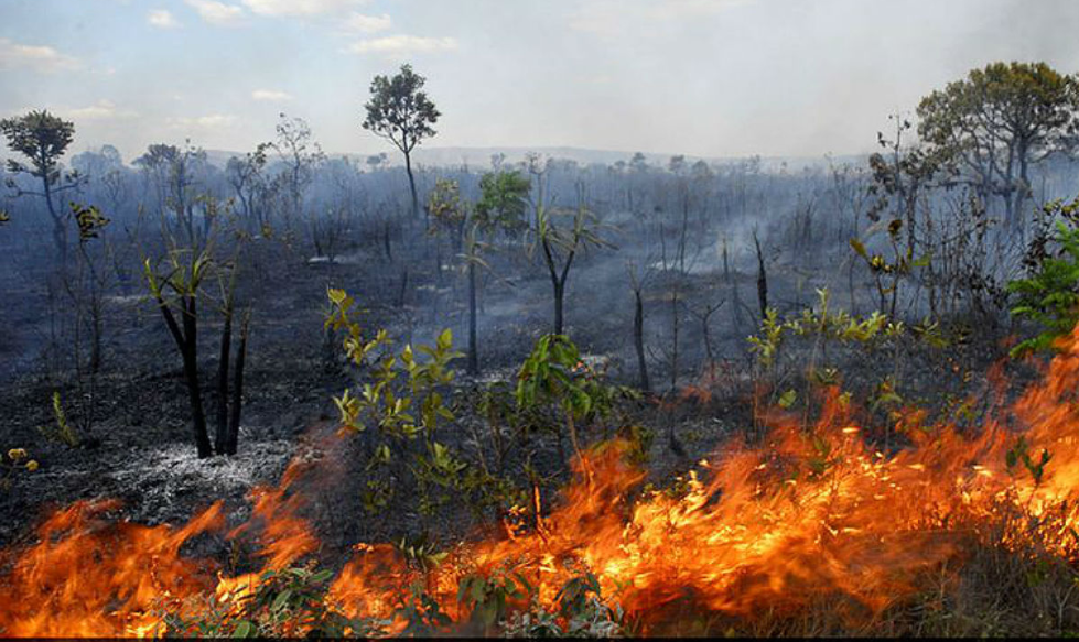 Uma das principais fronteiras do agronegócio no Brasil, região lidera casos no acumulado de 2019, com aumento de 44,5% dos incêndios em relação a 2018