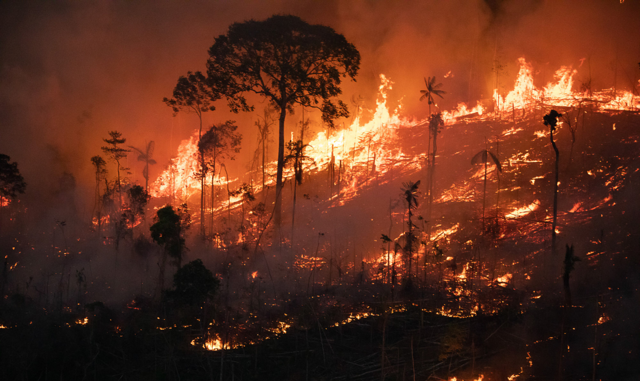 "O que estamos testemunhando é a destruição em tempo real da Amazônia e sua biodiversidade", alerta o ambientalista e geógrafo Carlos Durigan