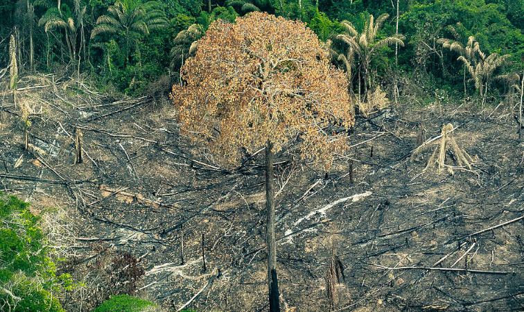 Segundo Ane Alencar, do IPAM, impunidade continua sendo a maior vetor de pressão contra a floresta e seus Povos