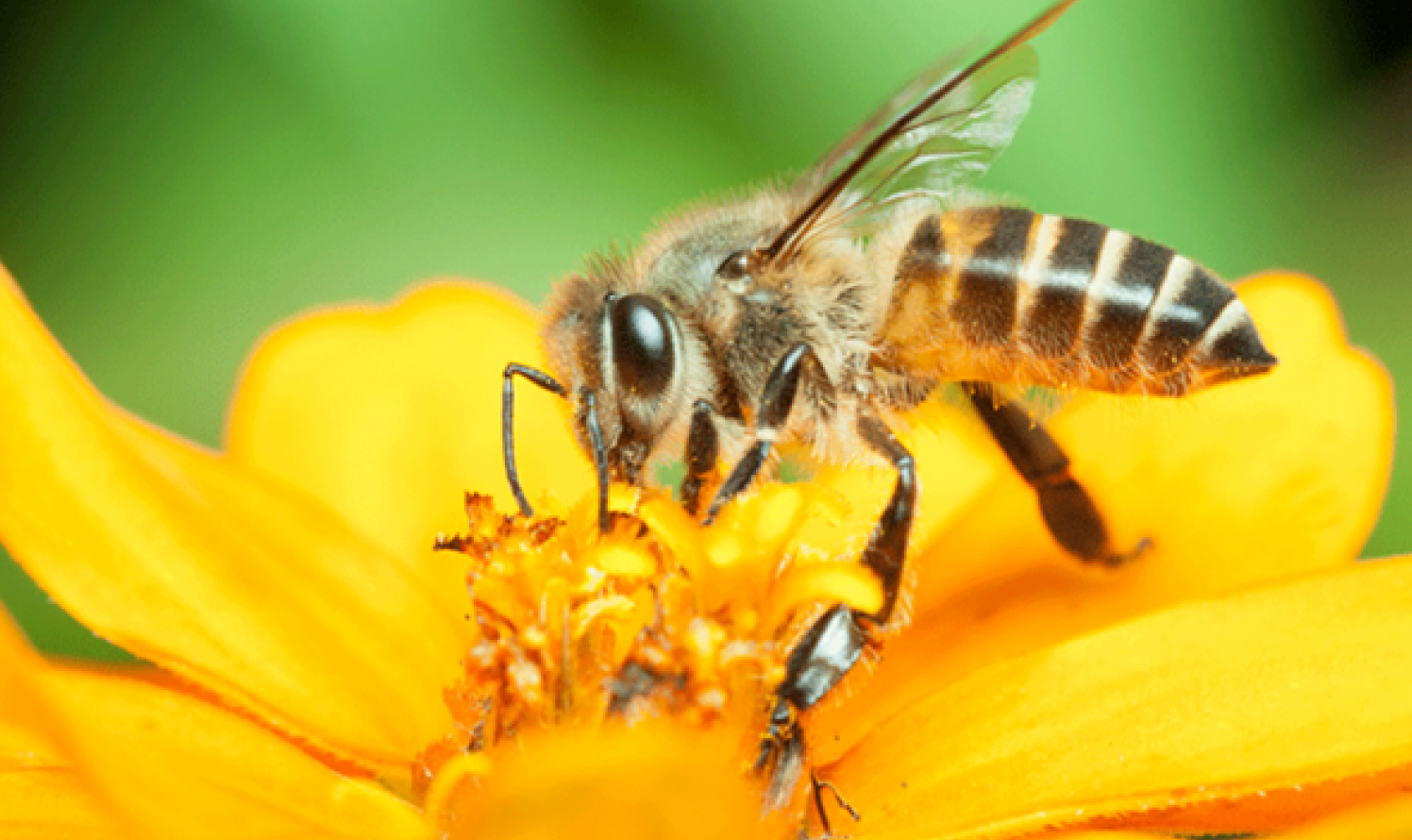 O agronegócio fundado nas grandes extensões de monoculturas está matando as abelhas e aumentando o aquecimento global