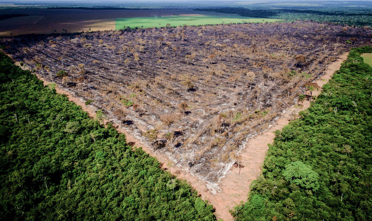 "Não há mais justificativas para a destruição da floresta. Continuar a devastação resulta em desequilíbrio do clima global e nacional", diz especialista