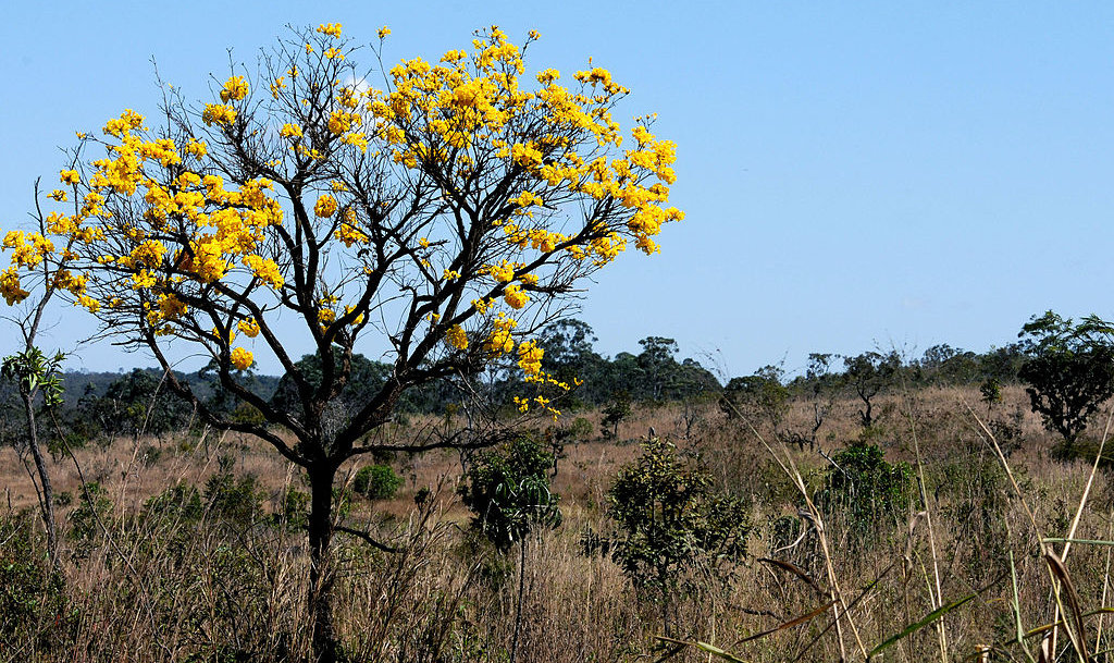 Reportagem da piauí revelou esquema de extração da madeira no Pará com destino aos EUA envolvendo alteração de guias florestais e tráfico de drogas