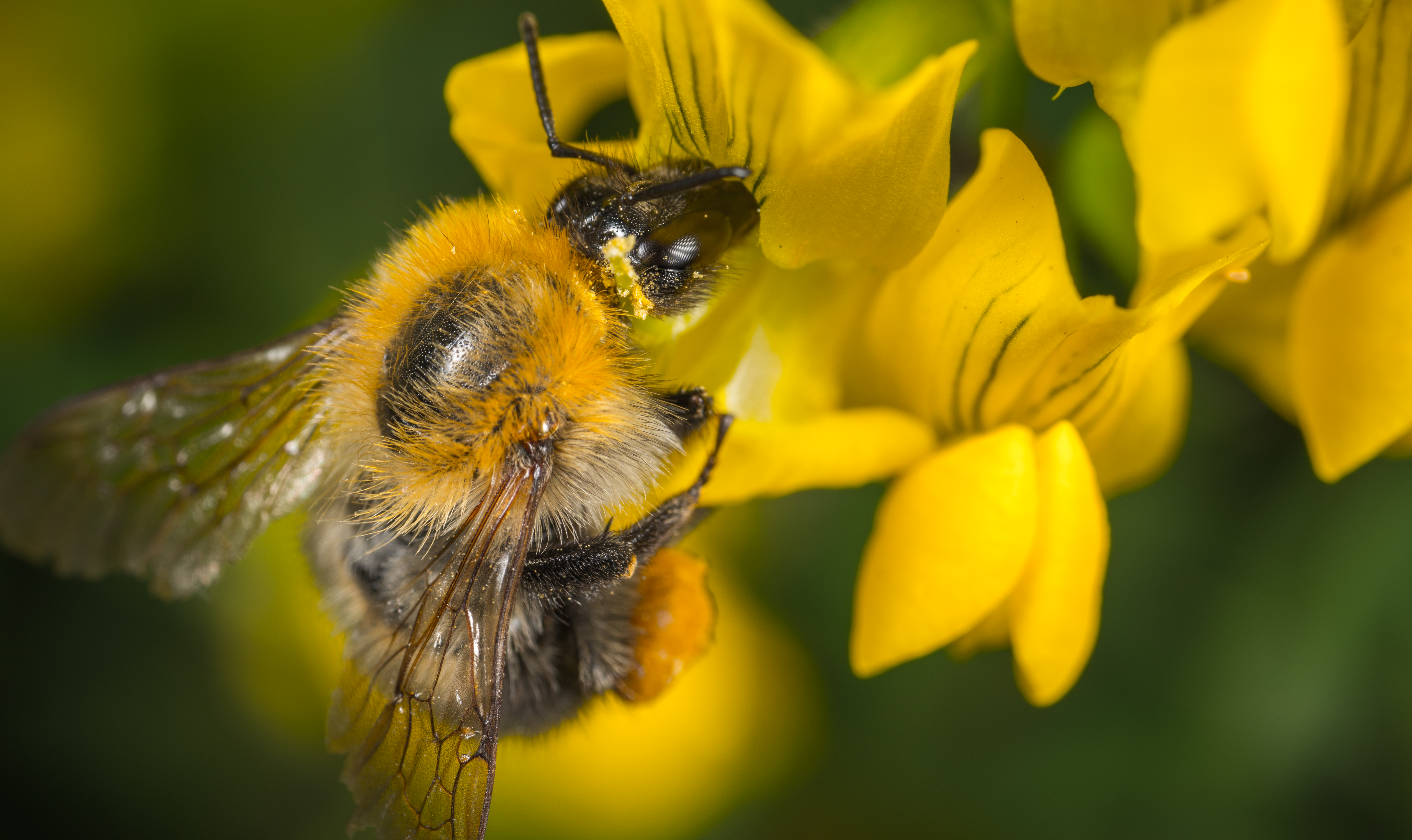 Sem abelhas, produção de lavouras fica prejudicada; estudo da Anvisa analisou que mais da metade das 4 mil amostras de 14 alimentos vegetais no país contém agrotóxico