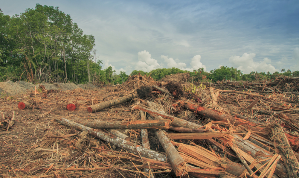 Hoje cerca de 17% da floresta tropical da Amazônia está desmatada e se este limite ultrapassar de 20% a 25%, a savanização será irreversível