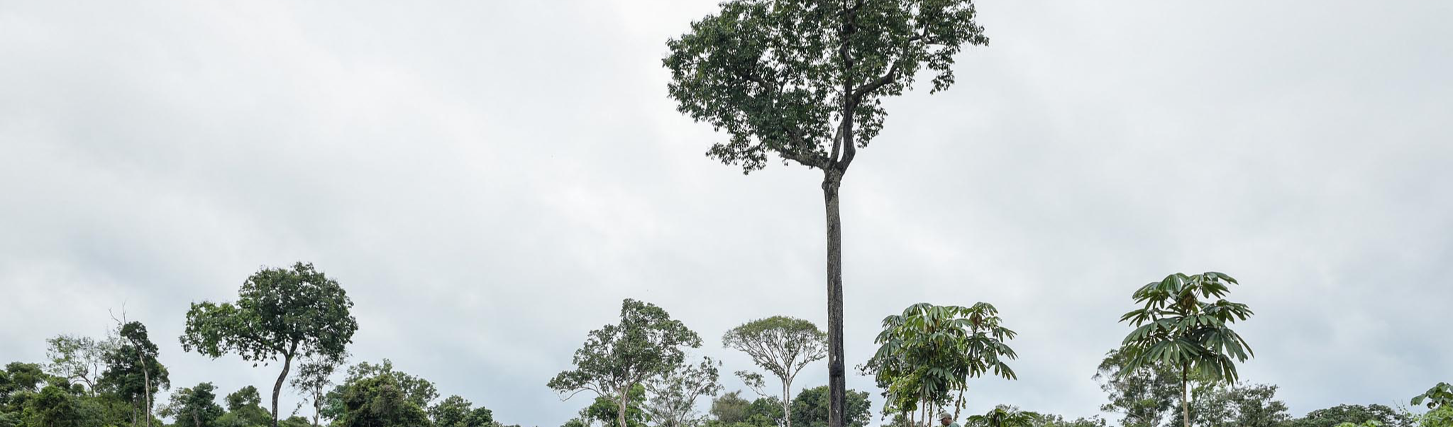 Pesquisador apresenta 56 pontos que provam que floresta amazônica é mais rentável de pé