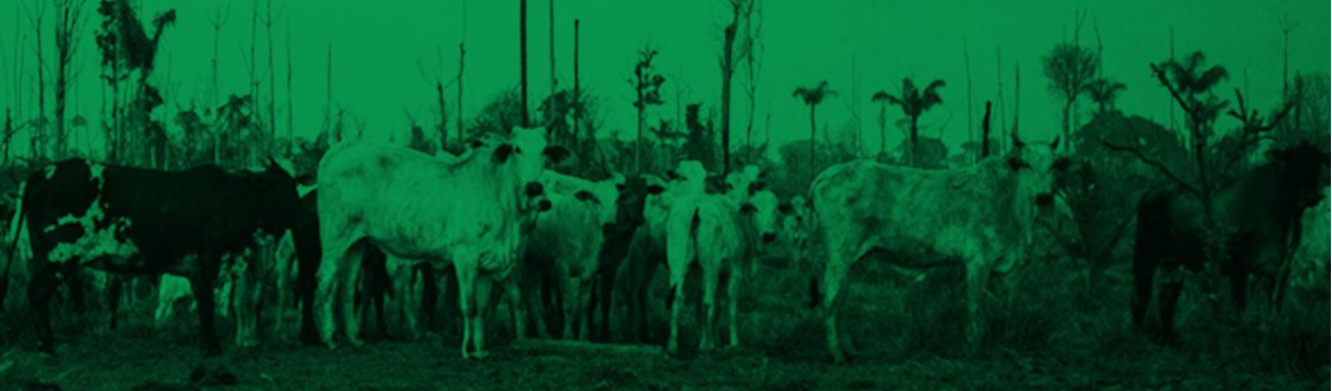 Mil candidatos a prefeito têm 308 mil cabeças de gado; maioria está na Amazônia