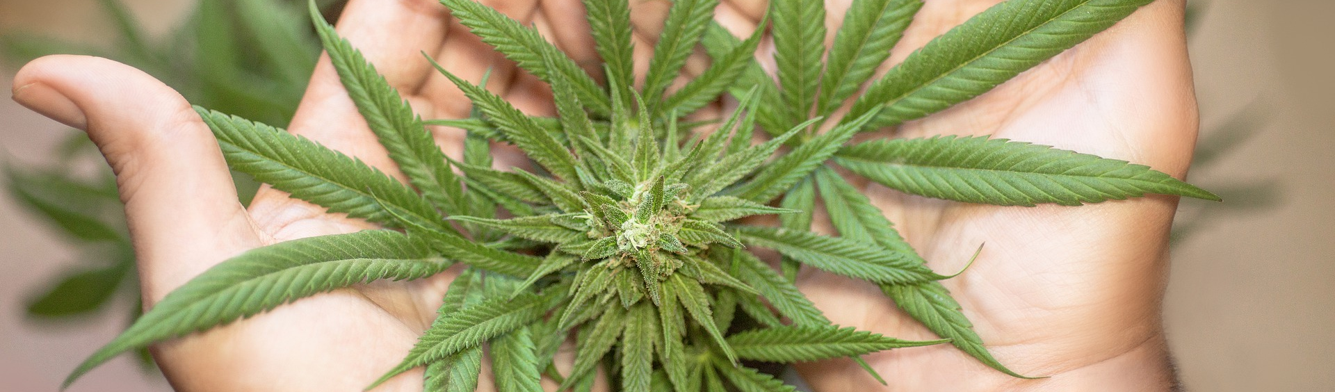 Argentina permitirá vendas de cannabis em farmácias e cultivo doméstico