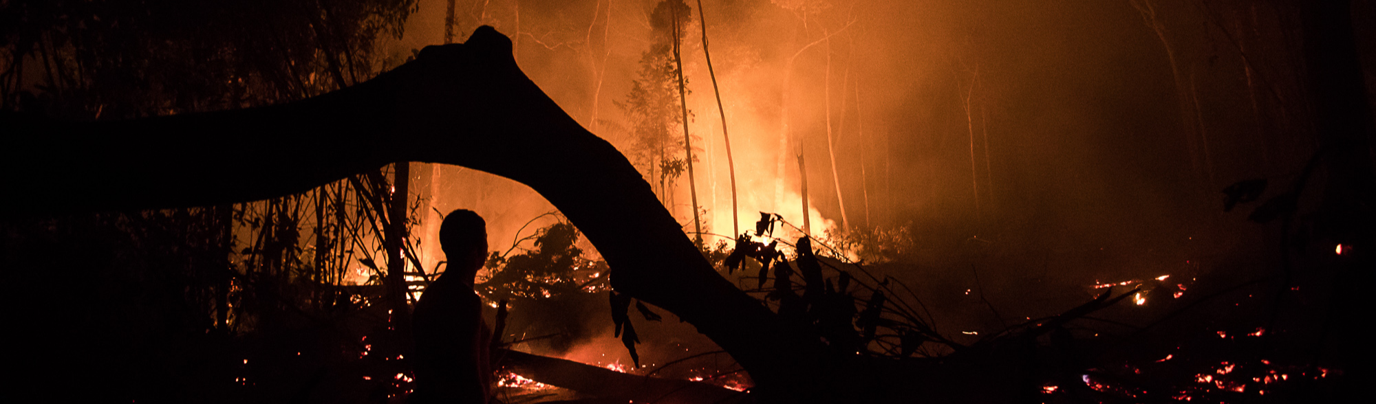 Com recorde de desmatamento, queimadas consomem árvores e animais no Amazonas