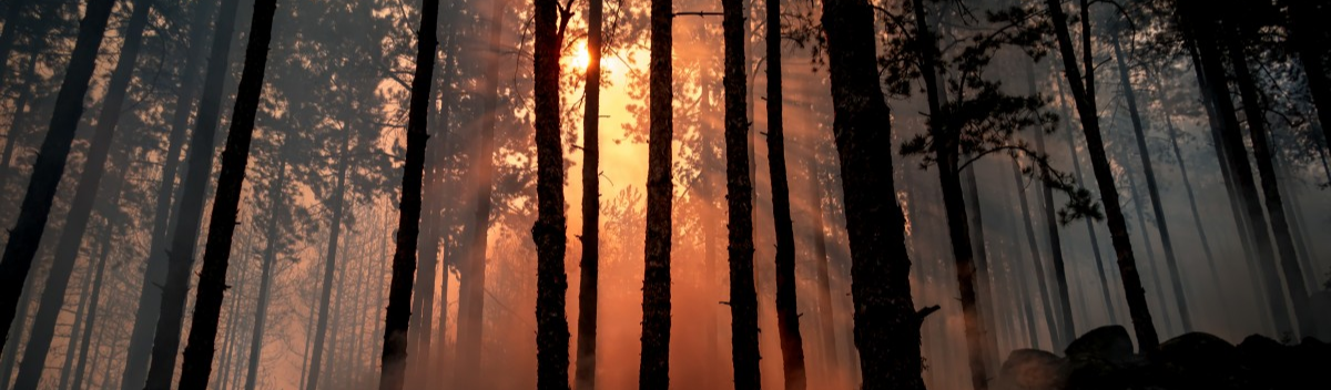 Como o desmonte de órgãos ambientais tem relação direta com o fogo nas florestas
