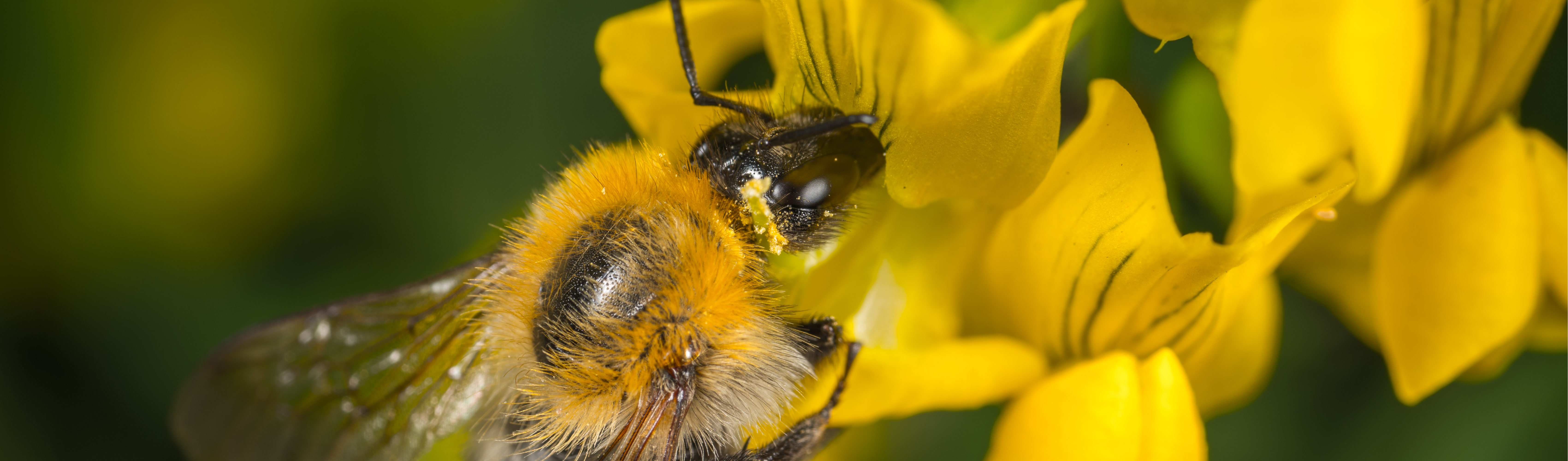 Agrotóxico mais usado no Brasil está relacionado ao desaparecimento das abelhas