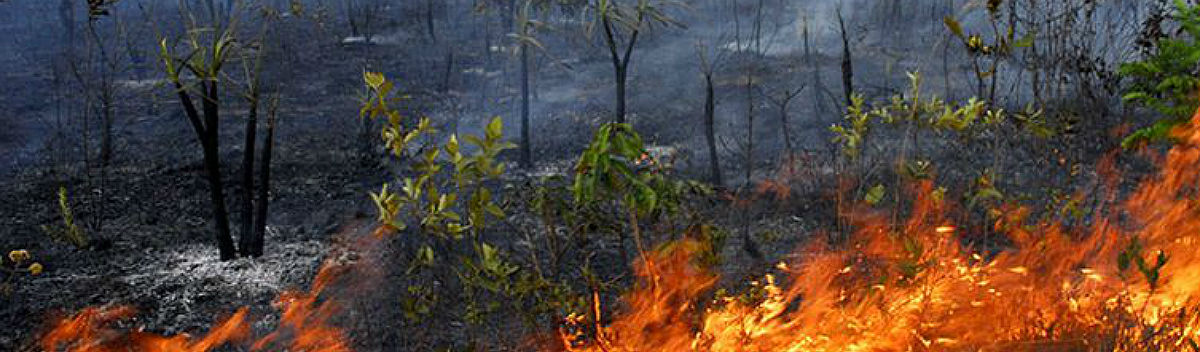 Região do Matopiba concentra mais da metade das queimadas do Cerrado brasileiro