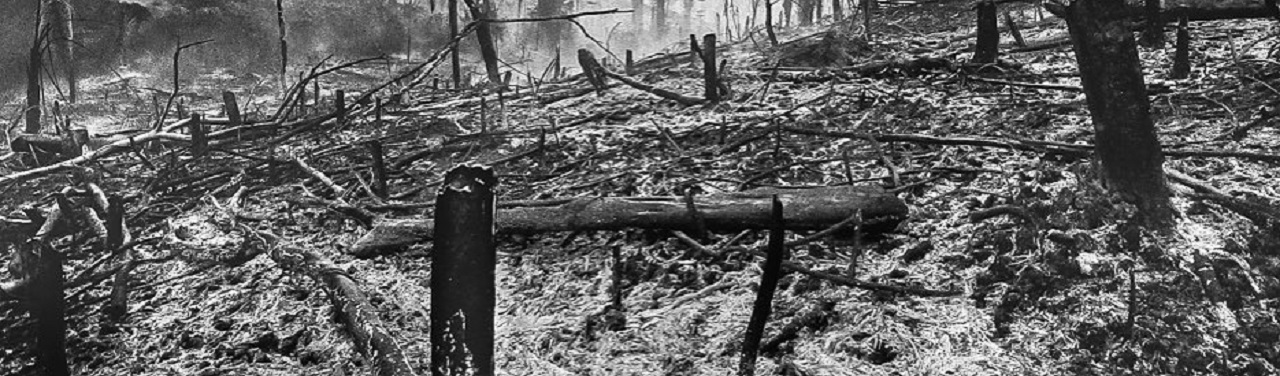 Fotografias provam vertiginoso avanço da destruição de áreas da Amazônia Brasileira