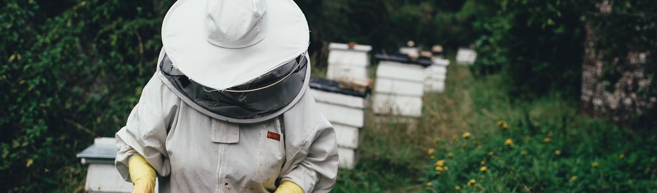 Saiba o que você pode fazer para impedir extinção das abelhas e garantir a segurança alimentar do planeta