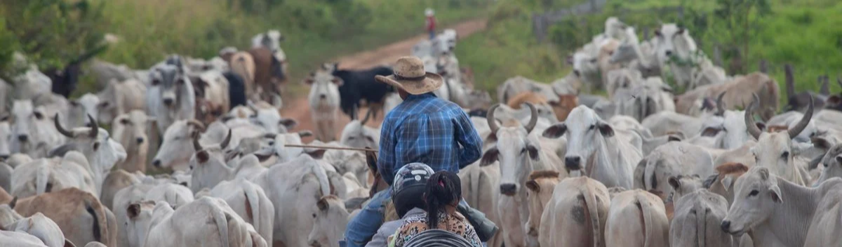 Com registros fraudados, carne de origem ilegal tem passe livre até frigoríficos brasileiros