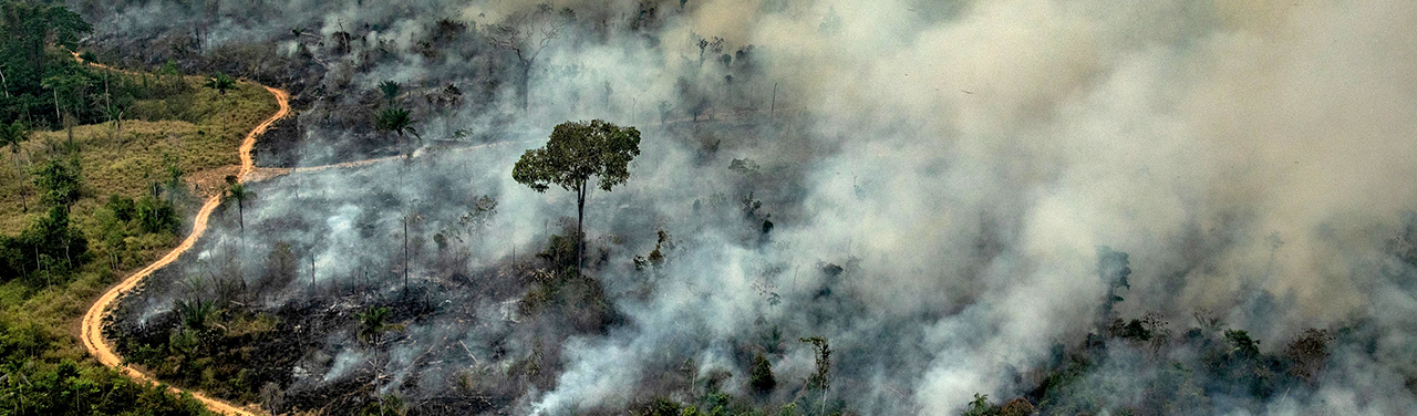Amazônia em chamas: “A cobra está comendo o próprio rabo”, diz pesquisador da USP