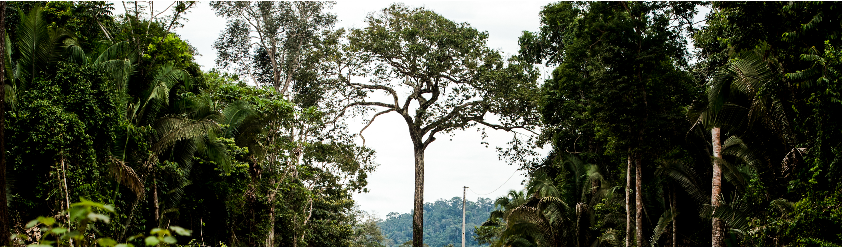 Mudança no Código Florestal pode retirar proteção de 15 milhões de hectares da Amazônia