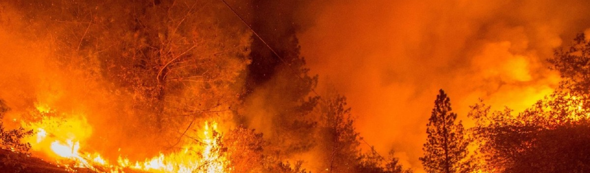 Planeta vai sofrer com incêndios florestais mais frequentes e extremos, apontam estudos