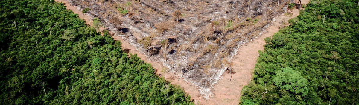 "Extinguir de vez o desmatamento ilegal e legal é, por fim, um imperativo ético"