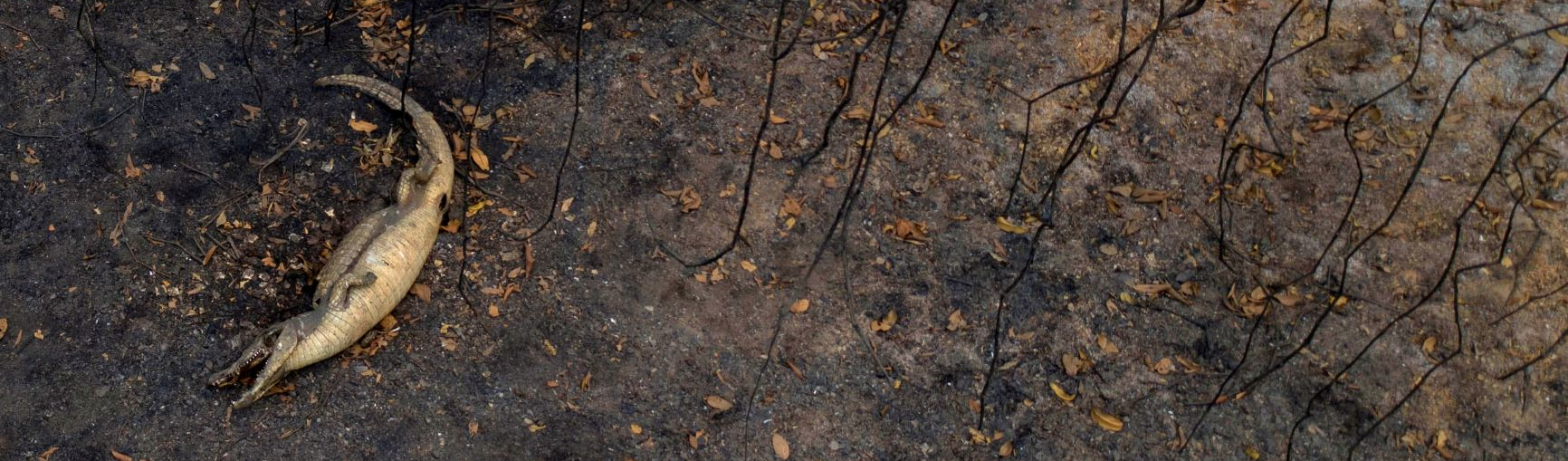 “São muitos animais com queimaduras e fome. É desolador”, diz ambientalista sobre Pantanal