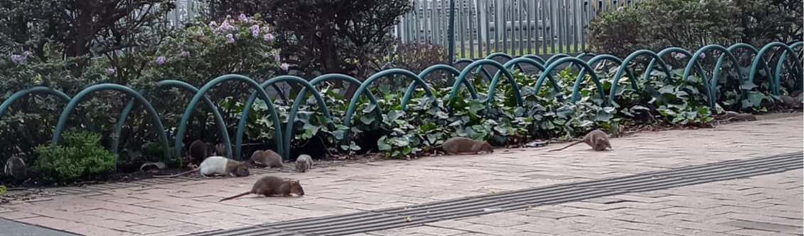 Ratos invadem ruas, estações e pontes de Bogotá; veja vídeos