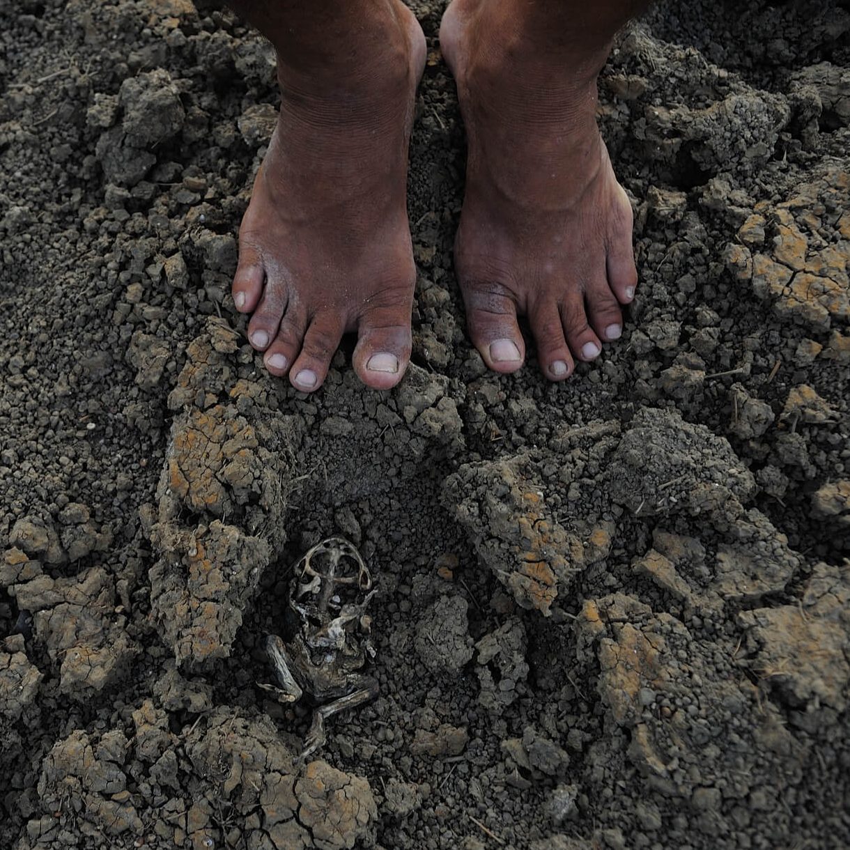 “Grande Seca”: a tragédia climática que matou 500 mil pessoas no Nordeste entre 1877 e 1879