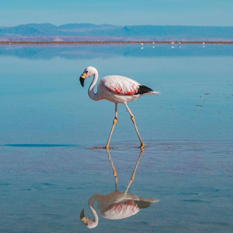 Salar_Atacama_Chile_Lítio (2)